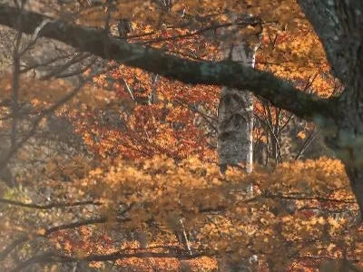 秋の森の風景を捉えた画像です。木々の葉が鮮やかなオレンジや黄色に色づいており、秋の深まりを感じさせます。