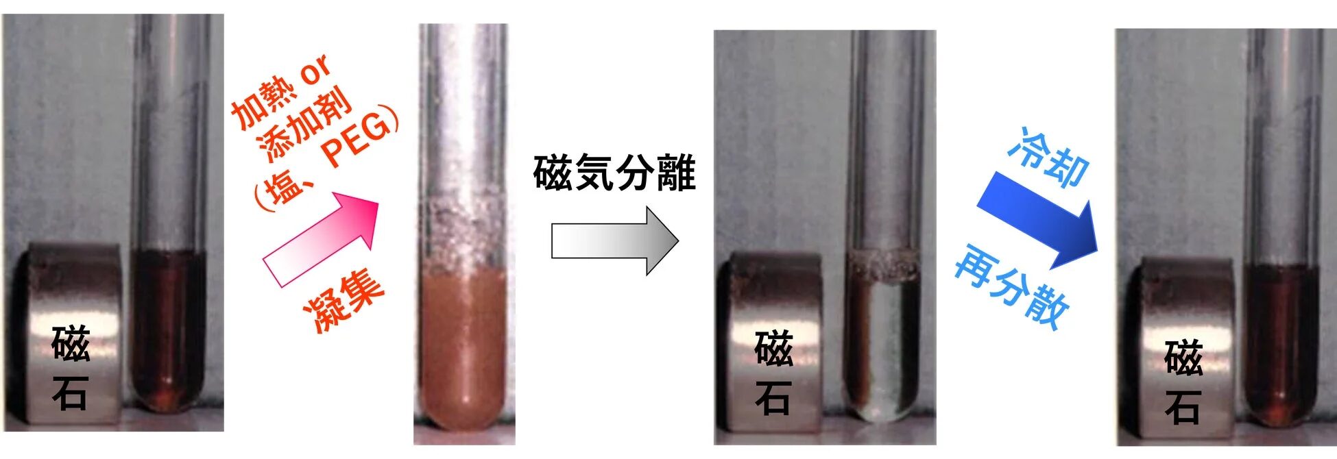 磁性流体の凝集・分離・再分散のプロセス