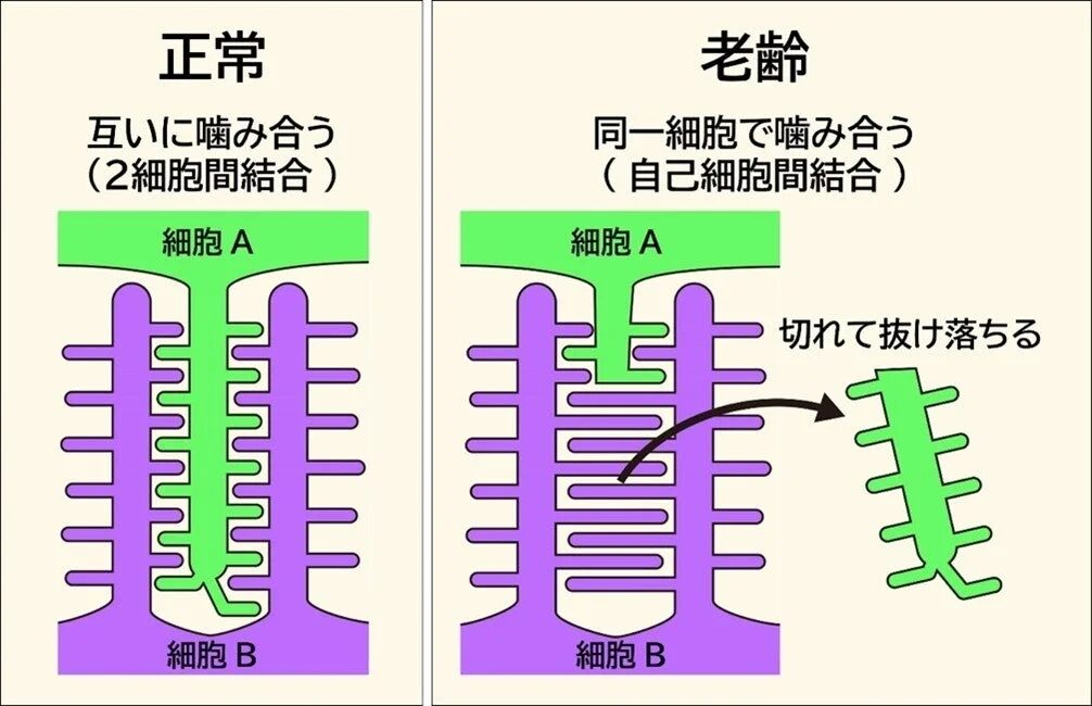 老齢ポドサイトにおける自己細胞間結合の形成