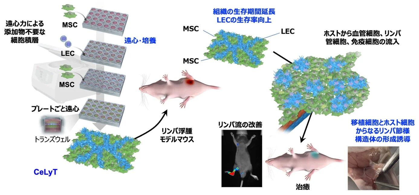 遠心力による添加物不要な細胞積層 MSC LEC 遠心・培養 プレートごと遠心 トランスウェル CeLyT 組織の生存期間延長 LECの生存率向上 MSC LEC ホストから血管細胞、リンパ管細胞、免疫細胞の流入 リンパ浮腫モデルマウス リンパ流の改善 治癒 移植細胞とホスト細胞からなるリンパ節様構造体の形成誘導
