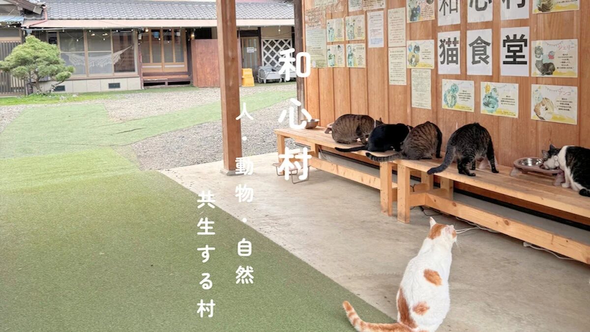 猫食堂で過ごす猫たち