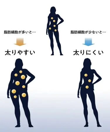 脂肪細胞の数と太りやすさ・太りにくさの関係