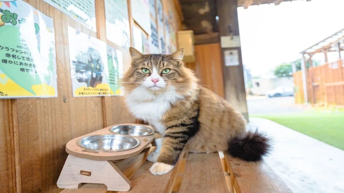 フードボウルと猫