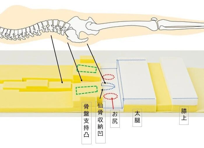 骨盤とマットレスの構造図