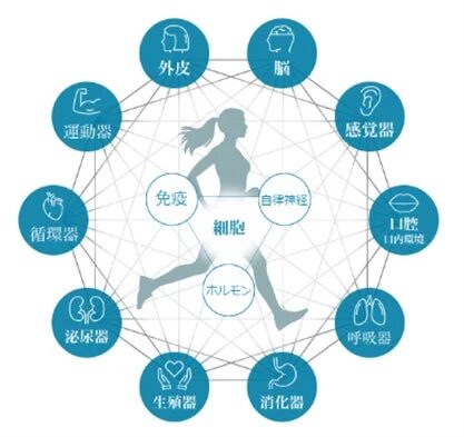 人体の主要な器官と、細胞、免疫、自律神経、ホルモンといった内部要素が相互に連携し、複雑な生体システムを形成していることを示す図
