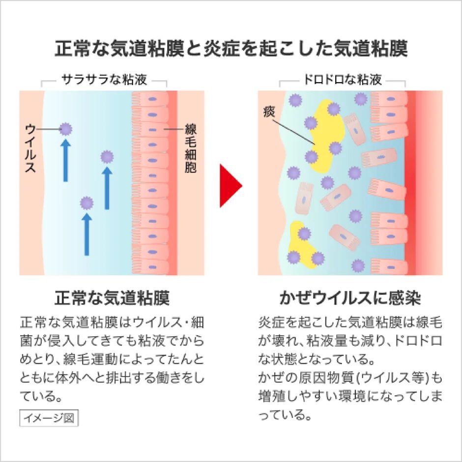 正常な気道粘膜と炎症を起こした気道粘膜の比較