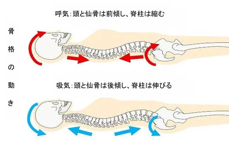 骨格の動きと呼吸の関連図
