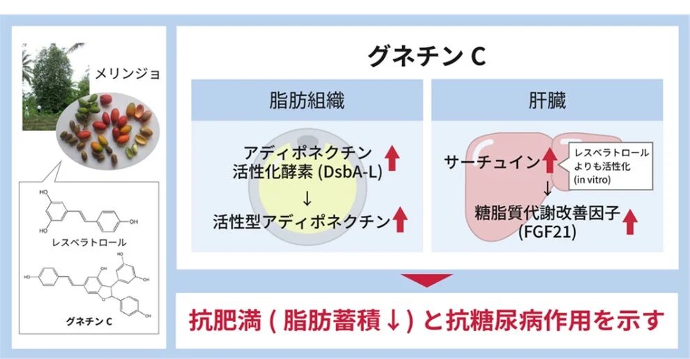 研究結果の概要図