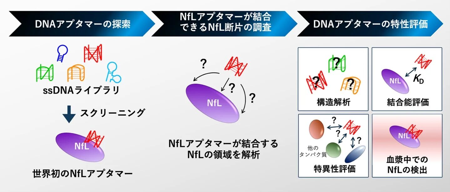 NfLアプタマーの研究プロセス