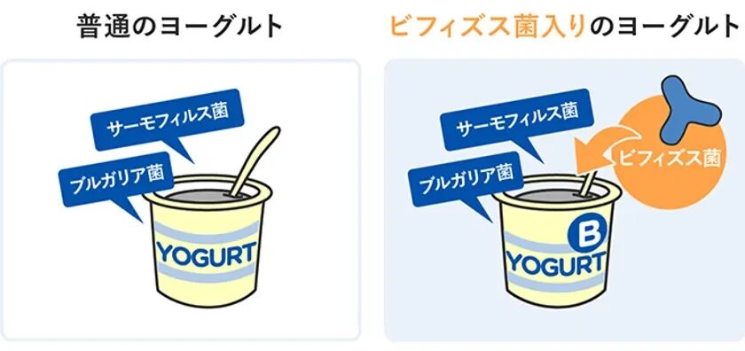 ヨーグルトの菌比較イラスト
