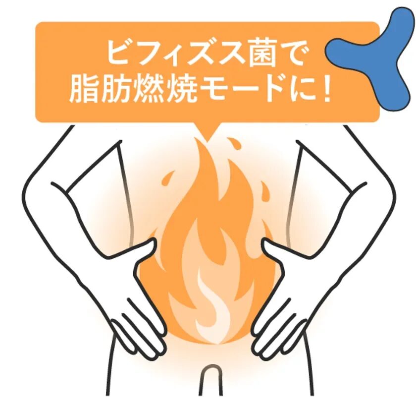 ビフィズス菌で脂肪燃焼モードのイラスト