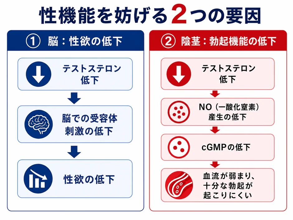 性機能を妨げる2つの要因