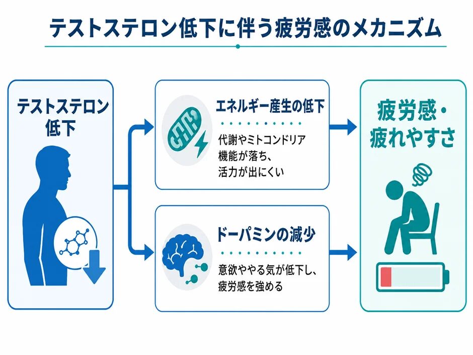 疲労感のメカニズム